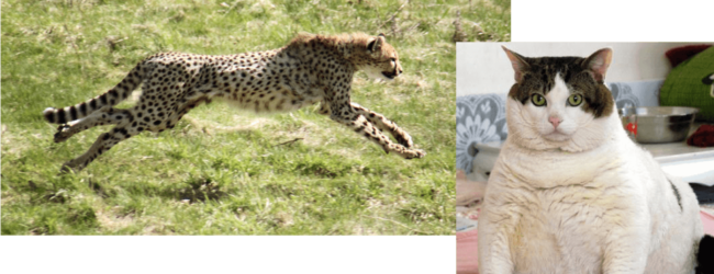 animals v3 animals v3